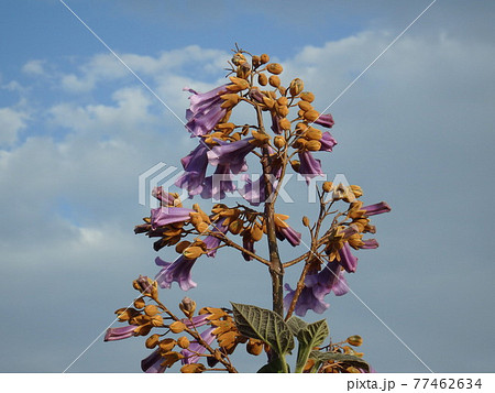 桐の花 桐 花 榮の写真素材 - PIXTA