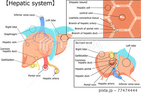 肝臓のイラスト素材