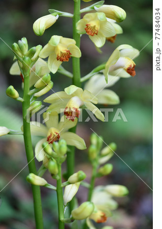 ガンセキラン 花の写真素材