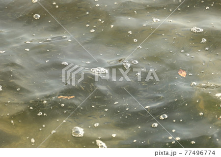 魚の群れの写真素材