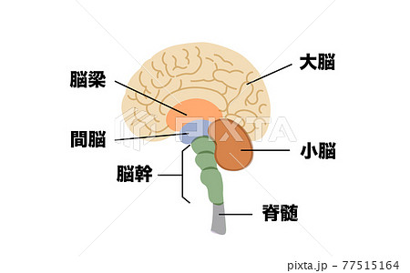 脳 解剖図 人体図 図解のイラスト素材