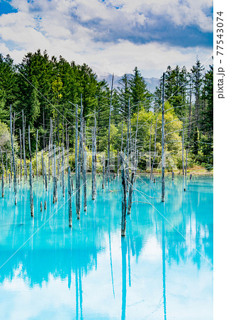 北海道 壁紙 美瑛 青い池の写真素材