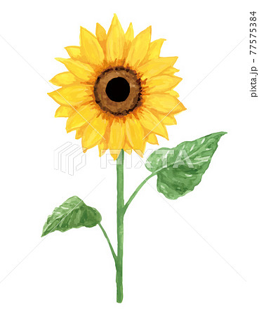 ヒマワリの種のイラスト素材
