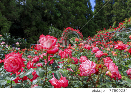 庭園 日本庭園 花 植物の写真素材