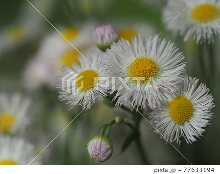 ハルジオン 野花 春 花の写真素材