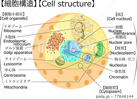 核小体のイラスト素材