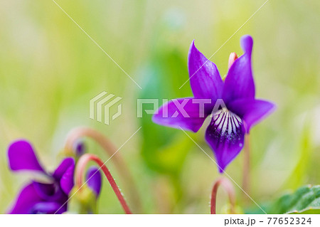 すみれの花の写真素材