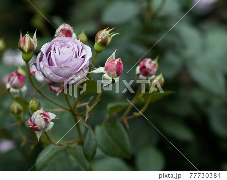 薔薇 花 紫薔薇 壁紙の写真素材