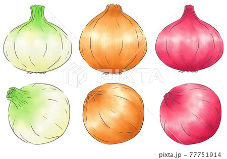 新玉ねぎのイラスト素材