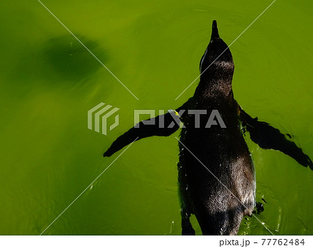 ペンギン 動物 背中 後姿の写真素材