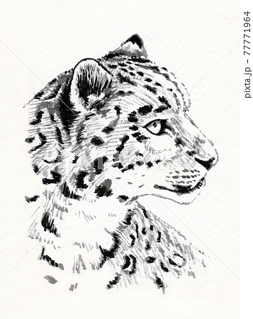 ユキヒョウの写真素材