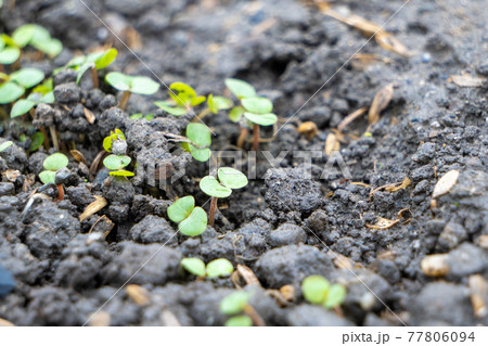 モロヘイヤ 新芽 芽 発芽の写真素材