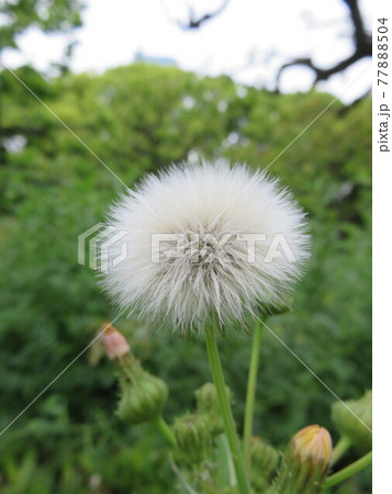 ノゲシ 綿毛の写真素材