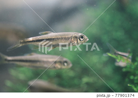 魚類 淡水魚 幼魚 カワムツの写真素材