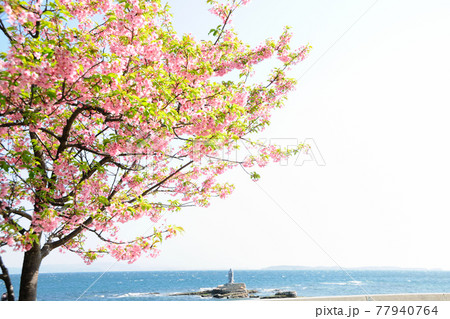 愛知県 知多半島 南知多町 桜名所の写真素材