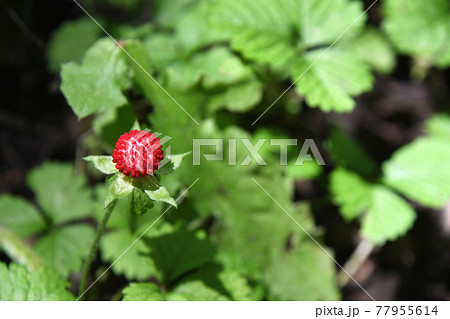 ノイチゴの写真素材