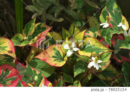 五色葉ドクダミの写真素材