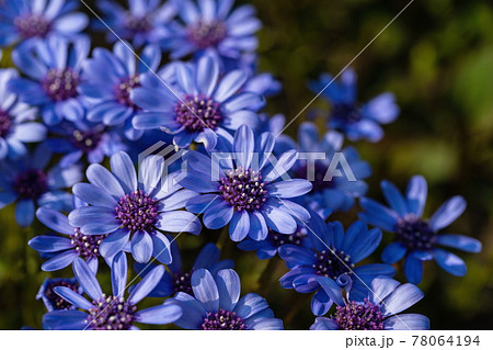 フェリシア 植物 青い花の写真素材