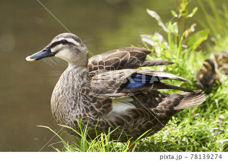 かる鴨の写真素材