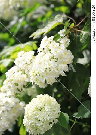 紫陽花 白 房 花の写真素材