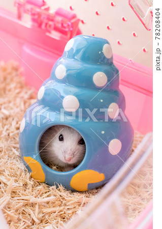 ハムスター ジャンガリアンハムスター 白色の写真素材 - PIXTA
