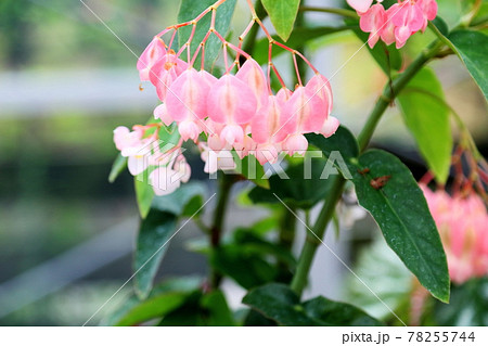 ベゴニア 木立性ベゴニア 花 白い花の写真素材