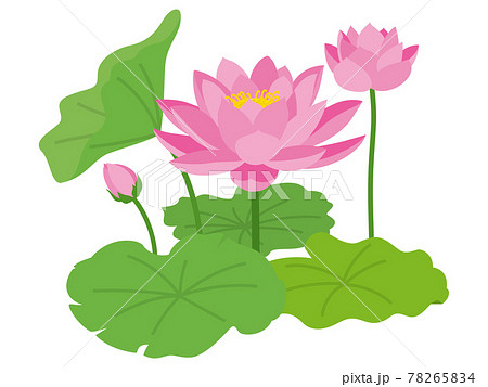 蓮 花 ロータスのイラスト素材