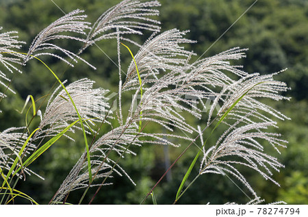 枯尾花の写真素材