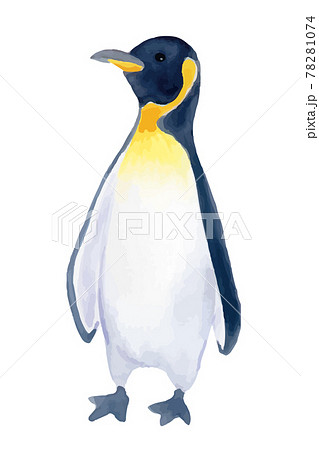 ペンギン かわいい イラスト 動物のイラスト素材