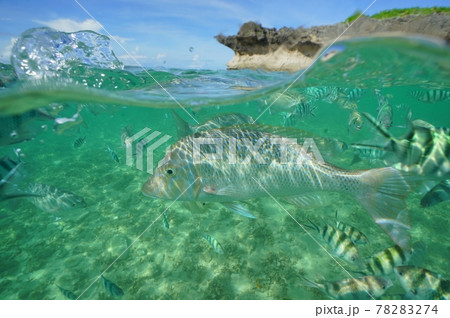 海 浅瀬 魚 海水魚の写真素材