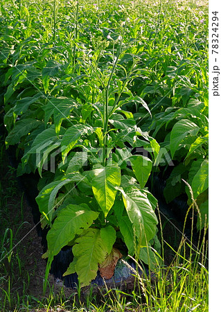タバコの葉っぱの写真素材