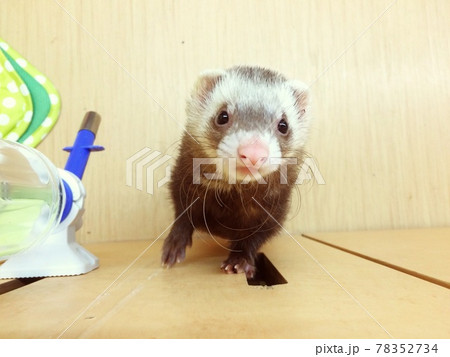 フェレットの写真素材集 ピクスタ