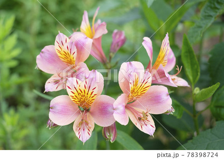 アストロメリアの花の写真素材