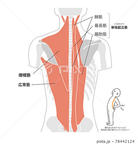 広背筋のイラスト素材