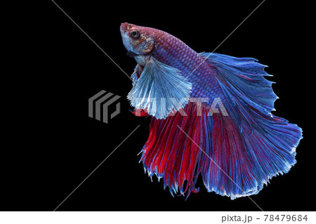 魚の尻尾の写真素材