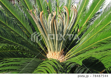 蘇鉄 植物 花 鉄樹の写真素材