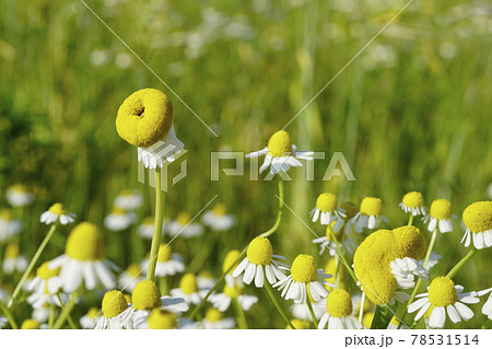 奇形花の写真素材