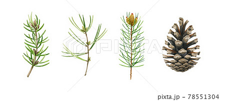 まつぼっくり 松かさ 松ぼっくり 水彩画のイラスト素材 - PIXTA