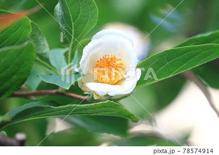 ナツツバキの花の写真素材 ナツツバキの花の写真素材