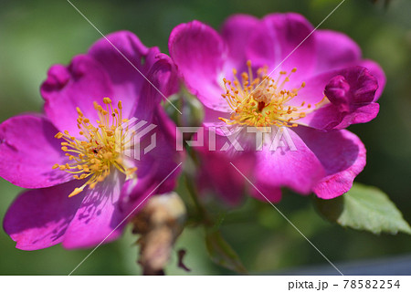 ビオレッタ 花の写真素材