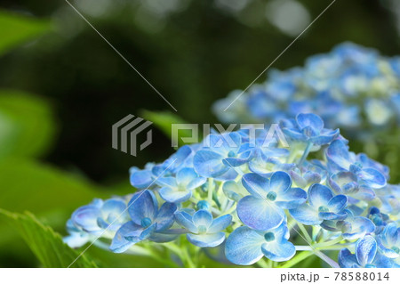 おかめアジサイの写真素材