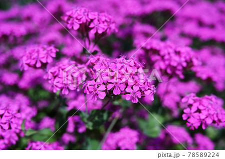 ショッキングピンク色の花の写真素材