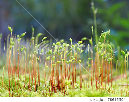 隠花植物の写真素材