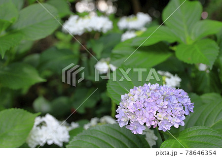 庭園 日本庭園 花 植物の写真素材
