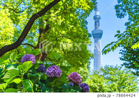 東京の都市風景 梅雨の晴れ間の隅田公園のアジサイの写真素材