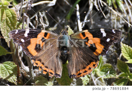 黒に白い斑点 虫の写真素材