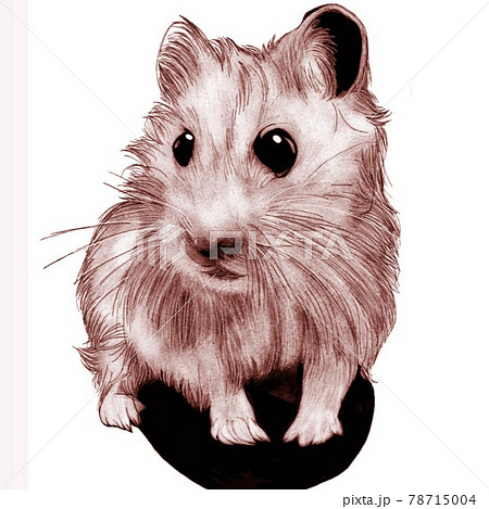 ゴールデンハムスターのイラスト素材