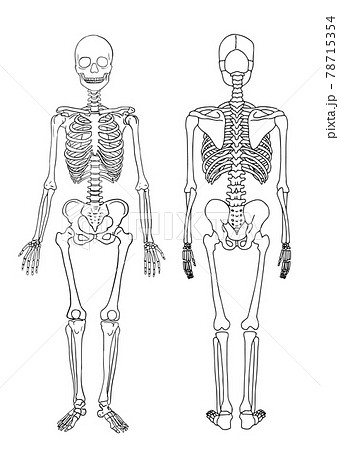 人体骨格模型のイラスト素材 - PIXTA