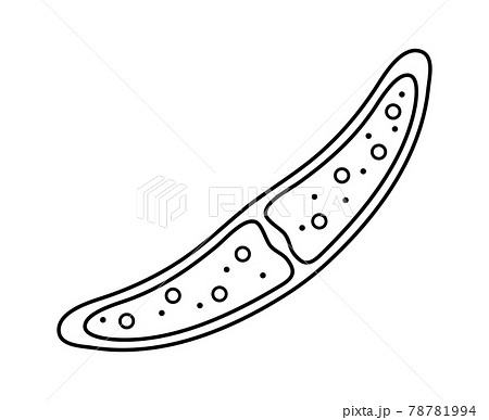 植物プランクトン 植物のイラスト素材