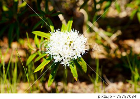 植物 花 高山植物 白い花 風景の写真素材